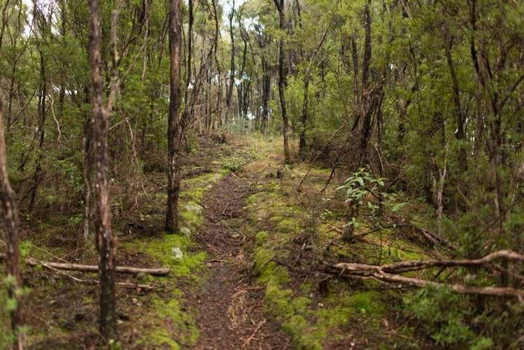 110 Birch Road Ruawai_7