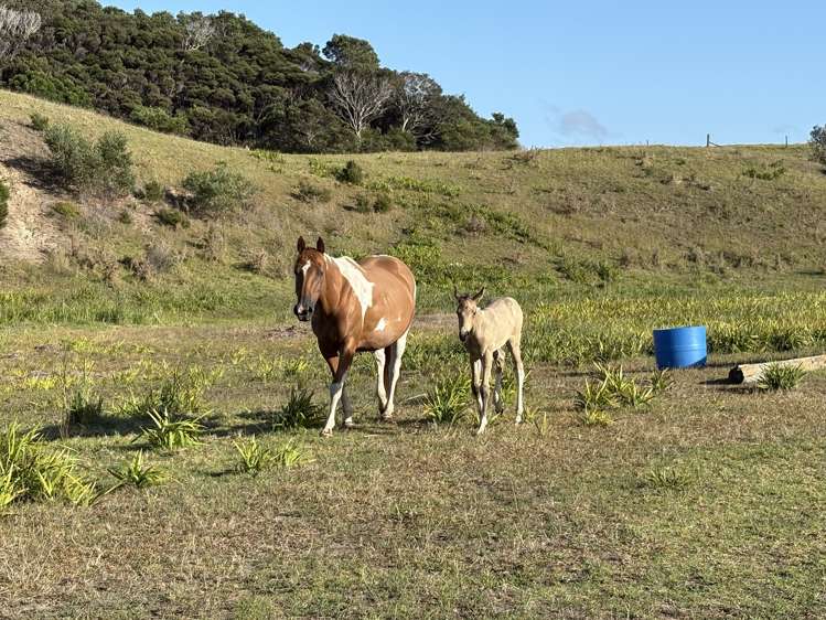 Lot 8 4815 State Highway 1 Houhora_5
