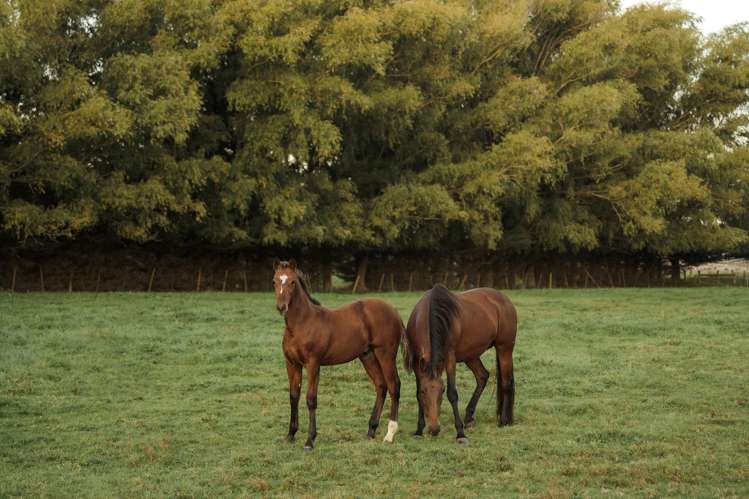 78 Skewbridge Road Flaxton_31