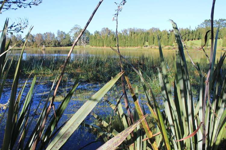 35c Tyree Road Kerikeri Surrounds_17