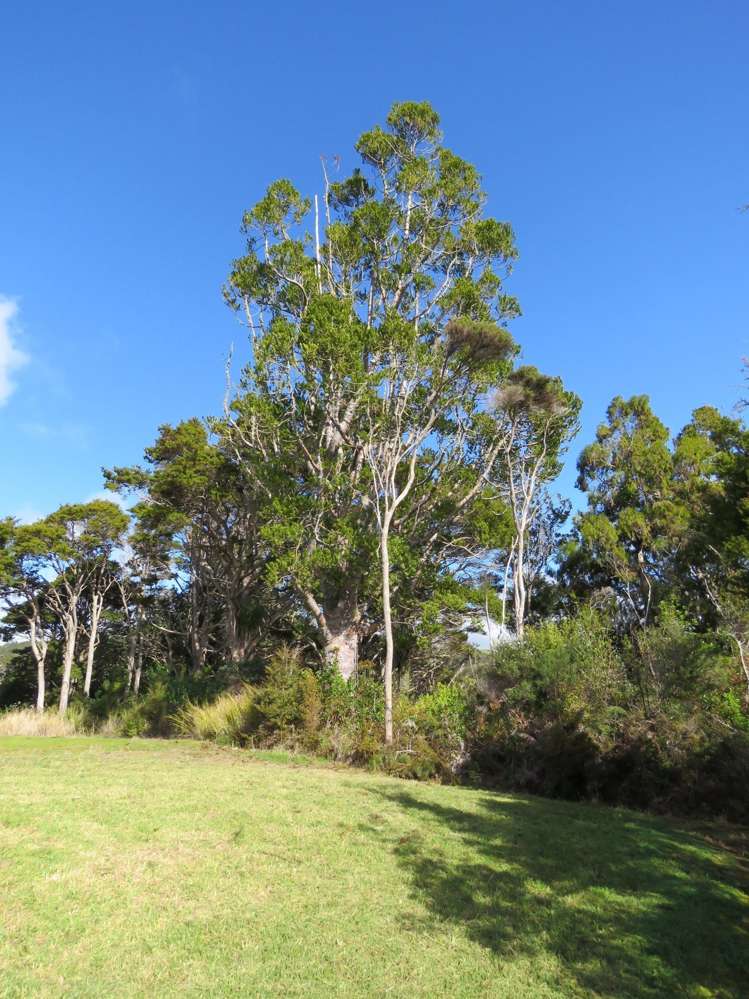 Pataua North Road Whareora_6