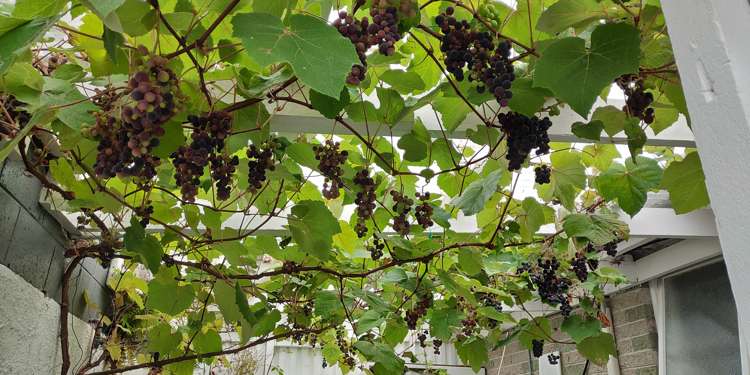 6 Harbour Terrace Careys Bay_26