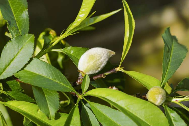 24 Anchorage Grove Maungatapu_63