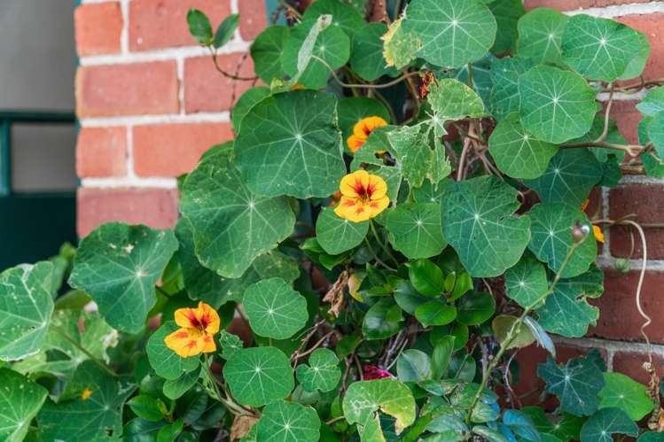 131A Vauxhall Road Devonport_23