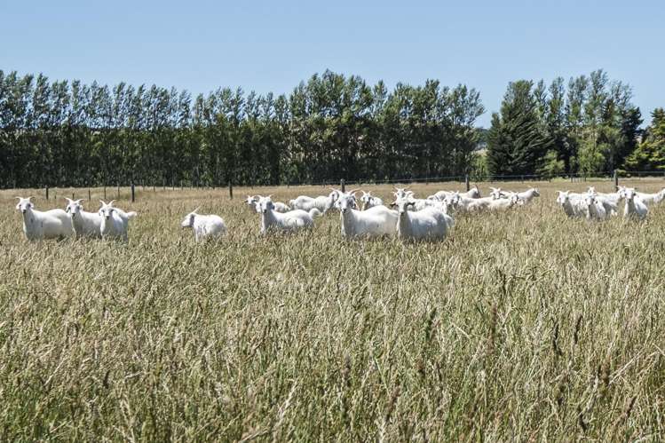 855 Omihi Road Omihi_19