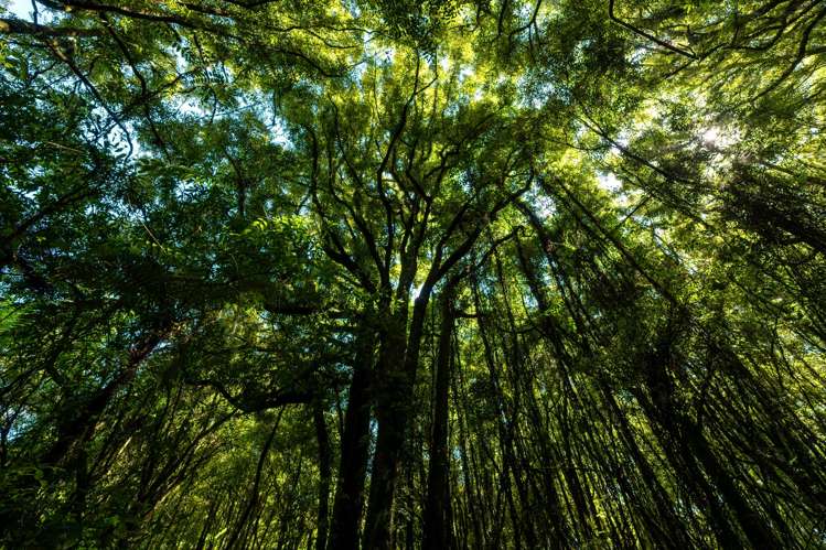 805 Te Waerenga Road Hamurana_24