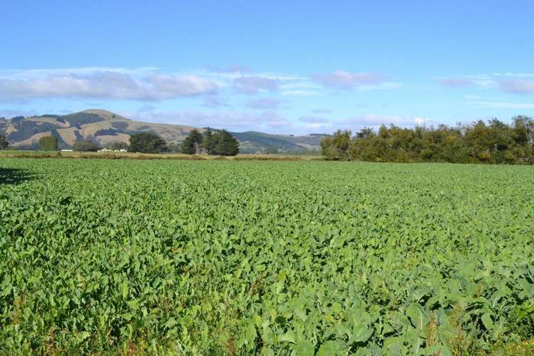 230 Bush Road Mosgiel_9