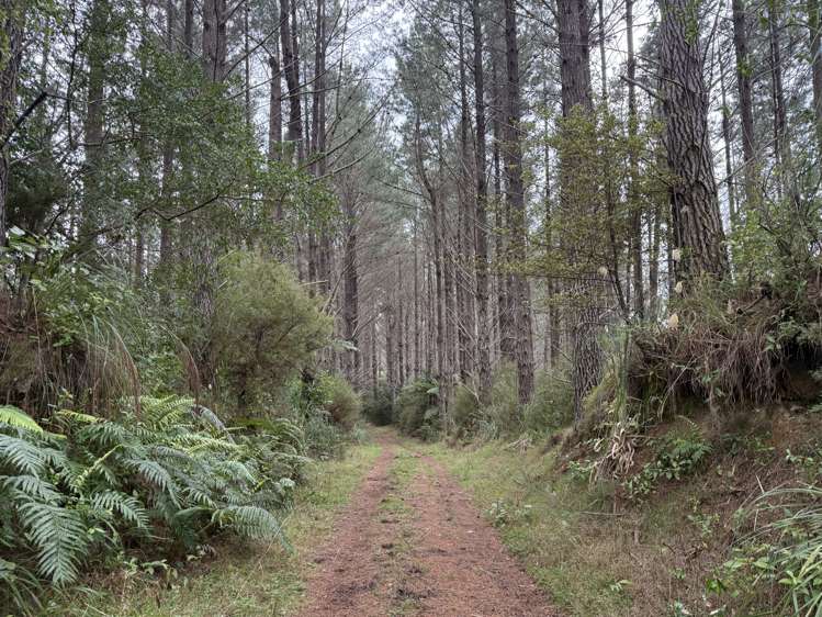 - Waioeka Pa Road Opotiki_16