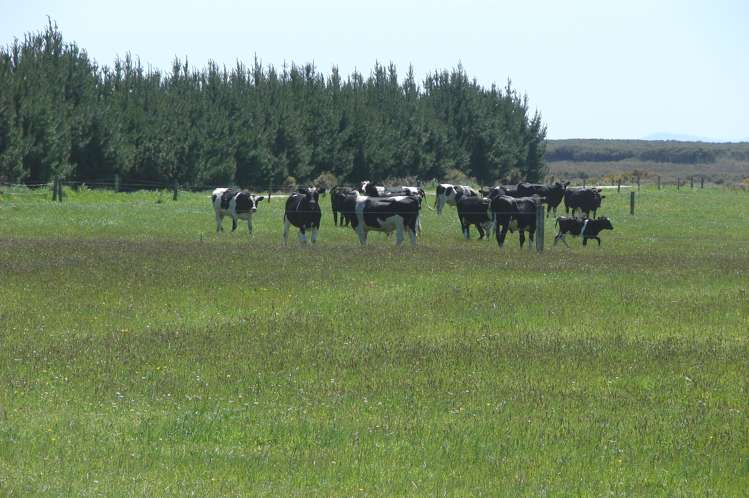 997 Waituna Lagoon Road Wyndham Surrounds_16