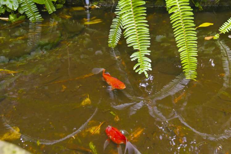 111 Winchester Street Levin_6