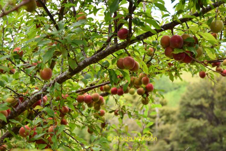 318 Franklin Road Paparoa_27