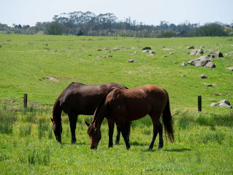 562E Waimate North Road Kerikeri_24