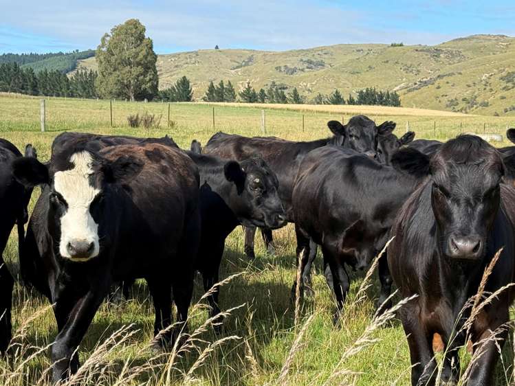 67 Macraes Road Dunback_29