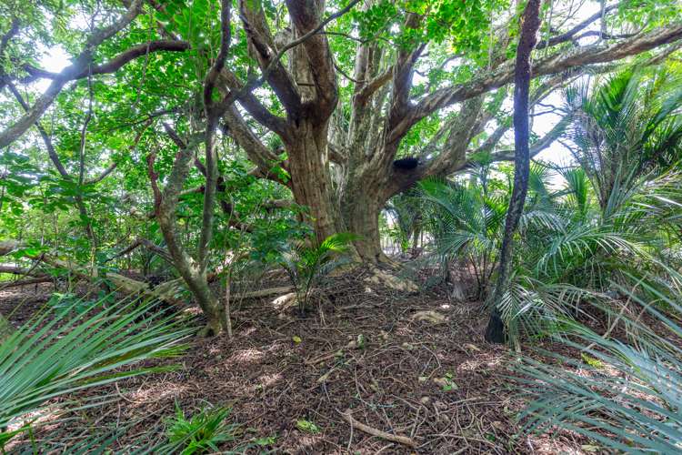 1025 Ararimu Road Ararimu_20