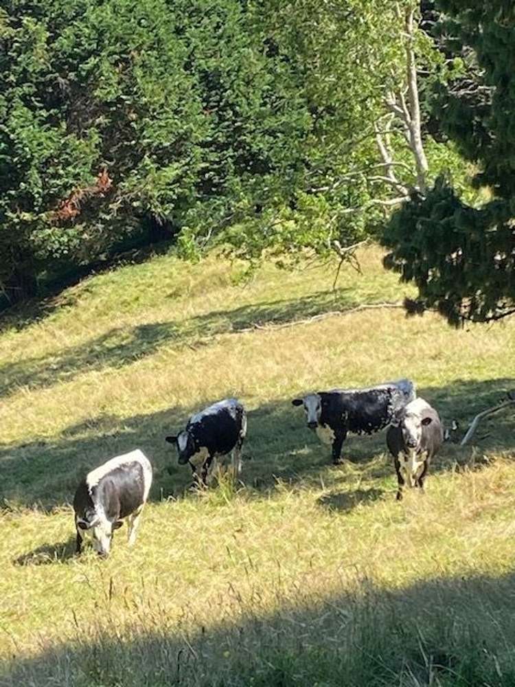 1266 Te Pahu Road Karamu_42