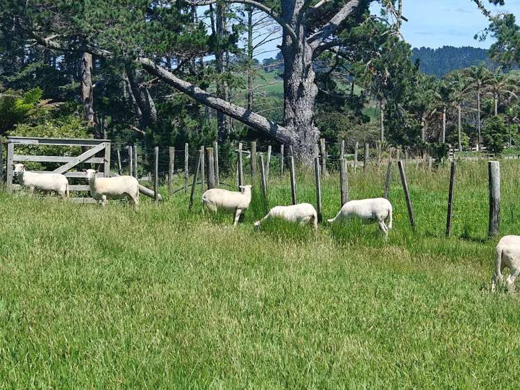 818 Horseshoe Bush Road Waitoki_7