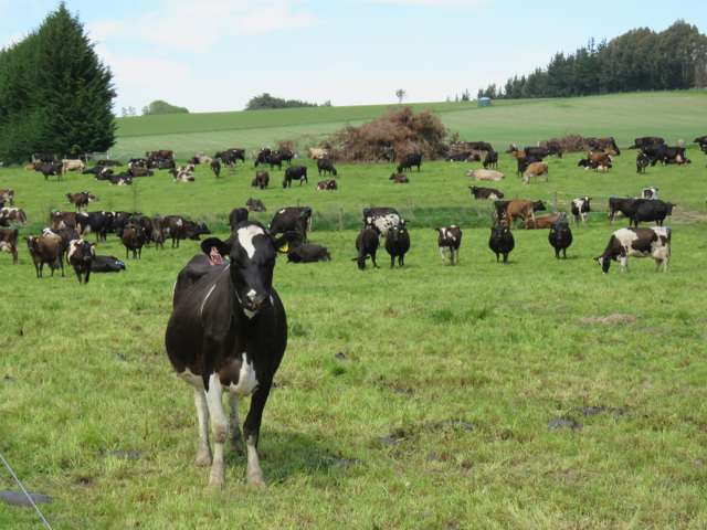 Quality first farm opportunity in West Otago