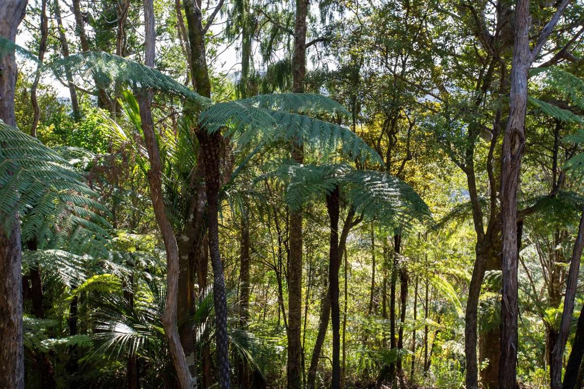 15 Te Aute Ridge Road_4