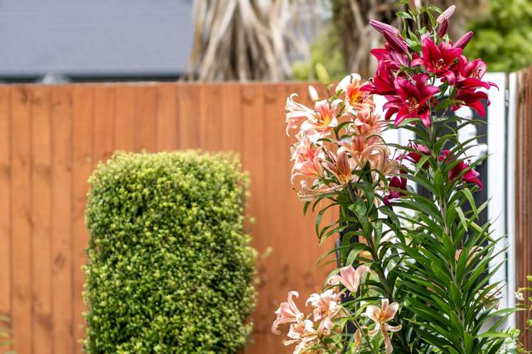 18 Vasari Grange Rolleston_23