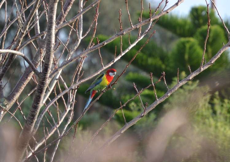 21 Merlin Court Otaihanga_17