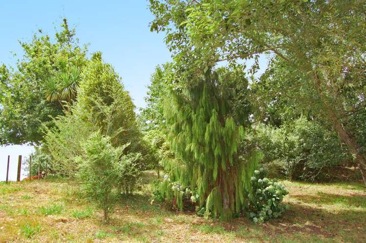 87 Settlement Road Kaiwaka_22