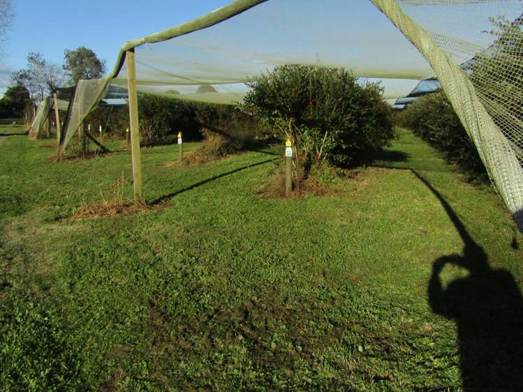 549a Seddon Road Gordonton_31