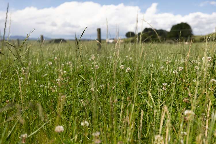 1108 Tokatoka Road Ruawai_19