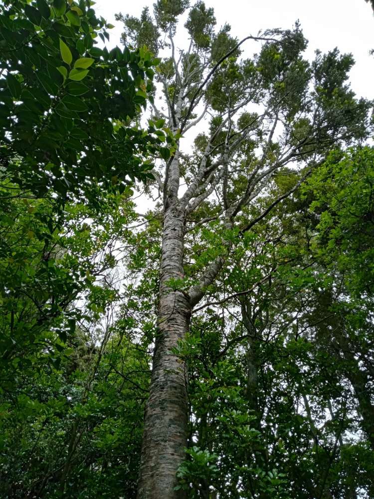 22 Mcdonald Mine Road Huntly_18