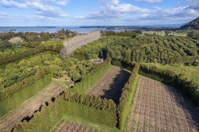 Kiwifruit and Avocado Production Block