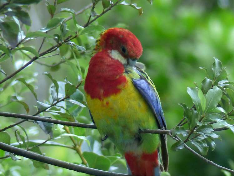 53 Kitewaho Road Swanson_38