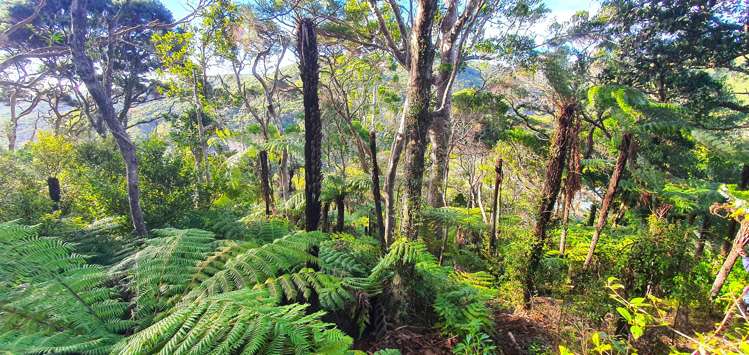 Lot 135/DP4961 North Cove Kawau Island_21