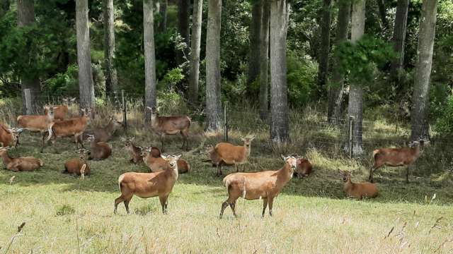 Velvet, hinds or heifers