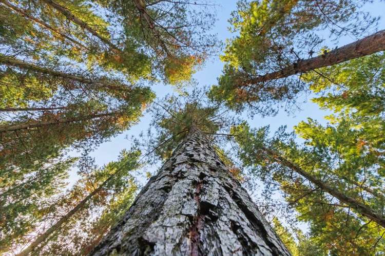 Lot 1 & 5 Ripponvale Road Cromwell_19