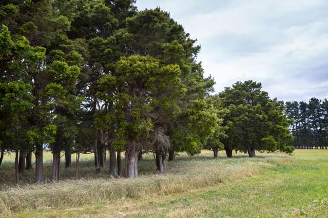 372 Wiltons Road West Taratahi_2