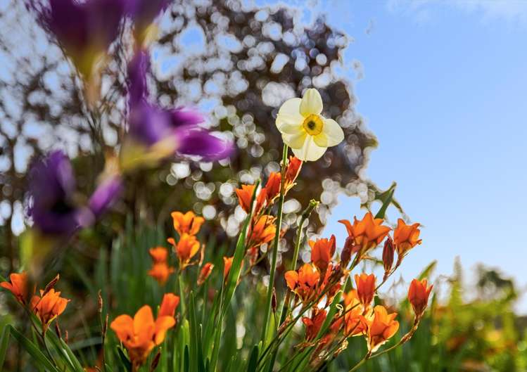 43 Penmoral Lane Lower Kaimai_17