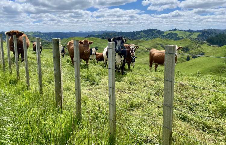 419 Motukawa Road Tarata_6