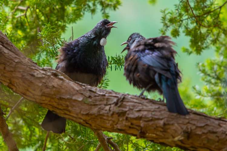 264 Wakamarina Road Havelock_18