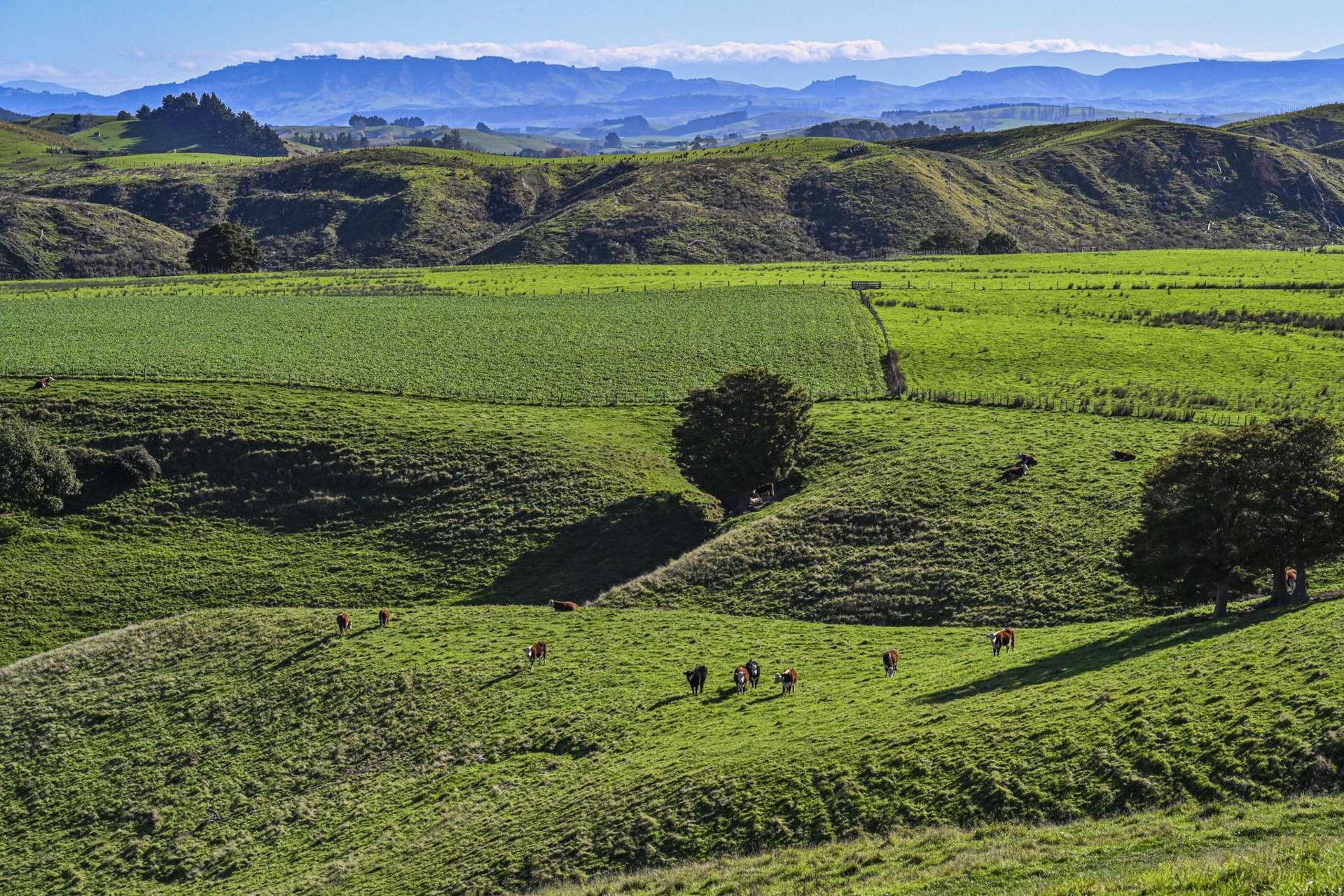 127 Bush Road Wallingford_0