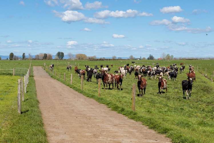 64 No 4 Road Morrinsville_22