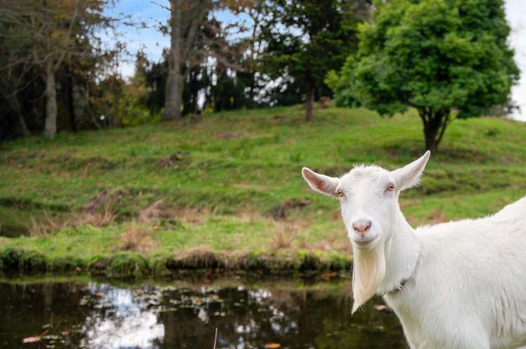 45 Brunswick Drive Tikitere_51