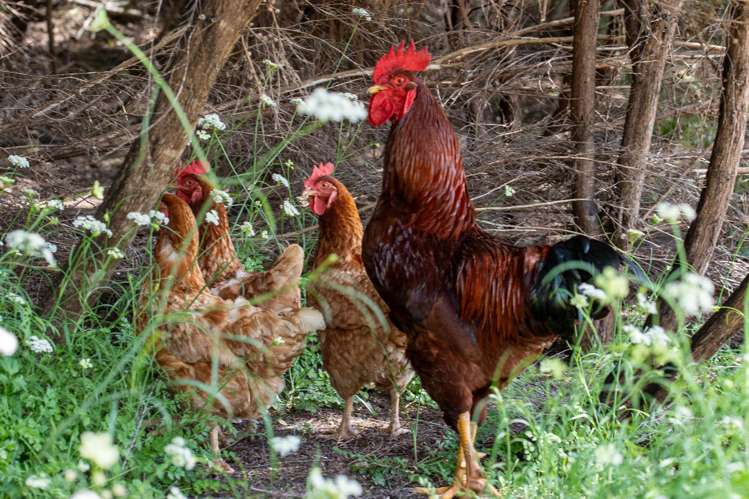 149 Whaka Street Maungaturoto_31