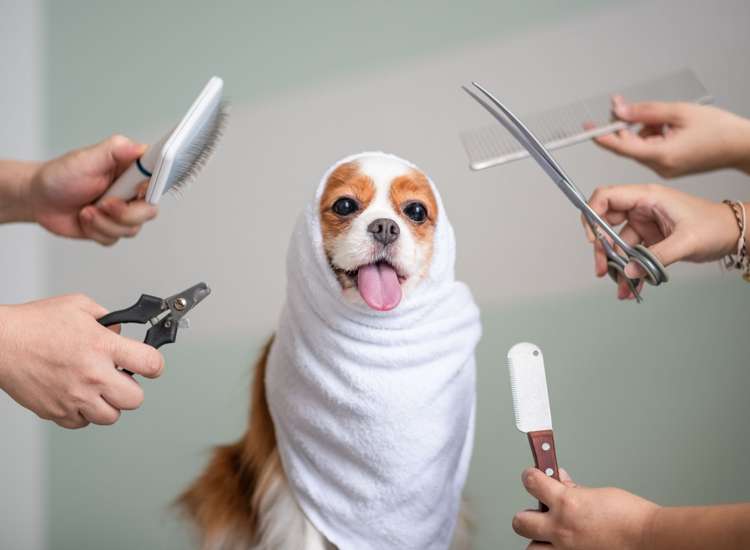 Address withheld Auckland_1