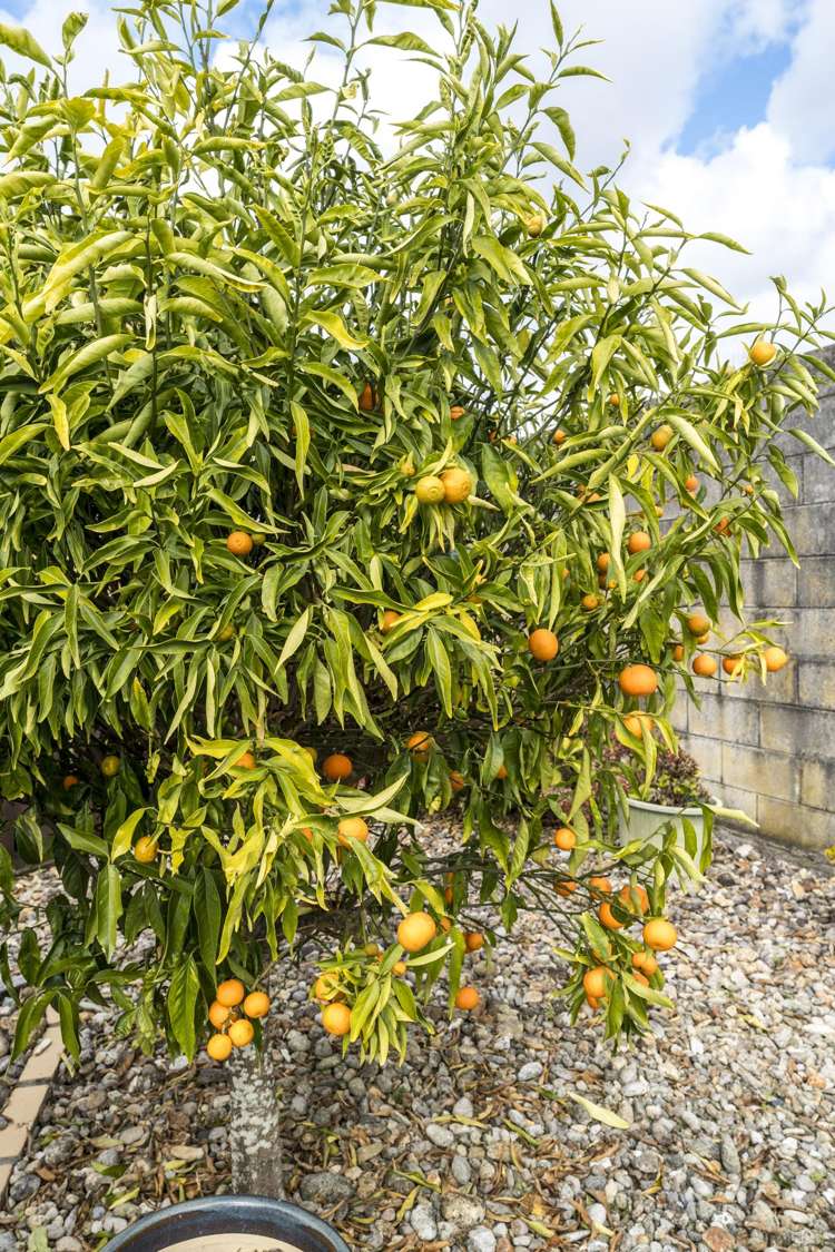 2/9 Annette Avenue Te Atatu South_24