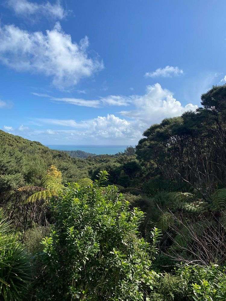 Tane Mahuta/122 Lone Kauri Road Karekare_9