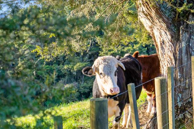 389A Crane Road Kauri_4