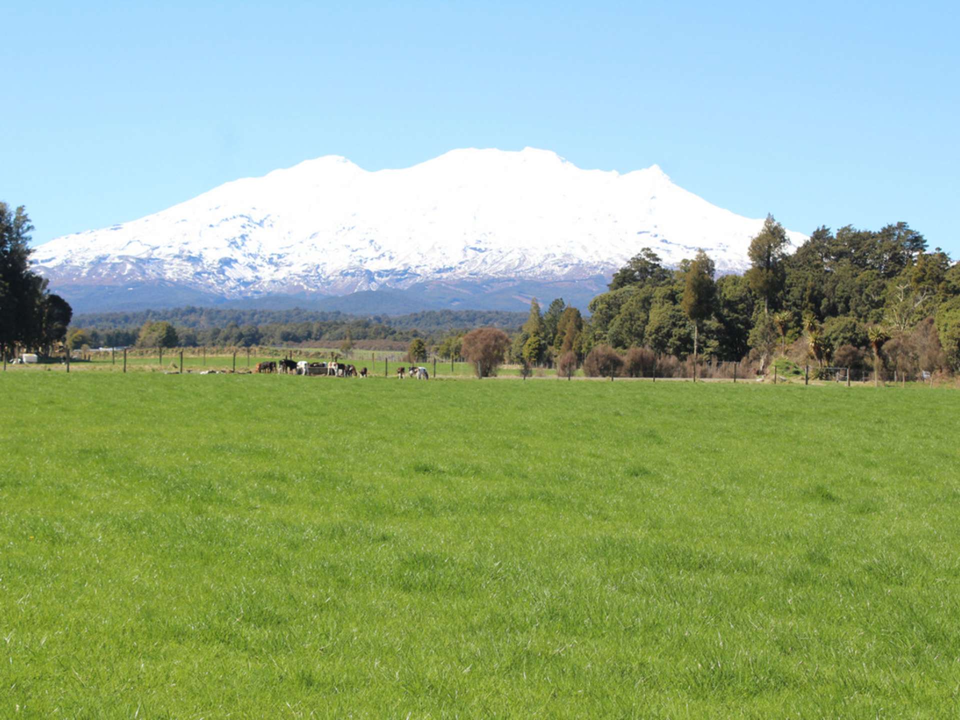 Ruapehu Alpine Estate Ohakune_0