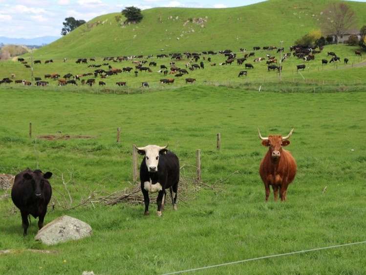 196 Hildreth Road Arapuni_43