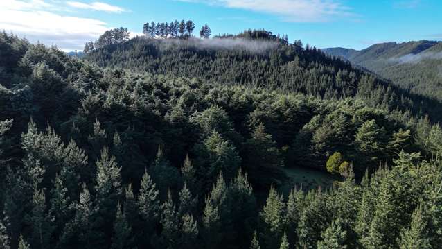 Okirae Road Mangamahu_4