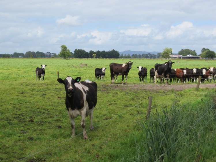 161 Endowment Road Te Aroha_14