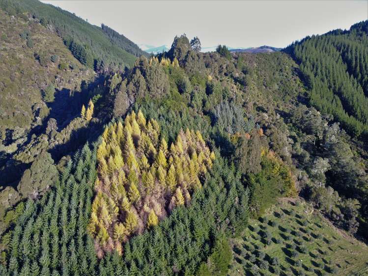 2731 Motueka Valley Highway Woodstock Tasman Rural Property For